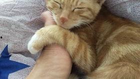 吃橘子瓜减肥吗,神奇减肥水果，助你轻松瘦身