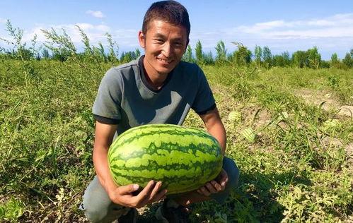 小康吃瓜视频在线观看,带你领略网络短视频的魅力