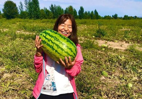 小康吃瓜视频在线观看,带你领略网络短视频的魅力