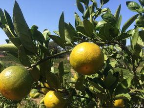 橘子君吃瓜,揭秘娱乐圈那些不为人知的幕后故事