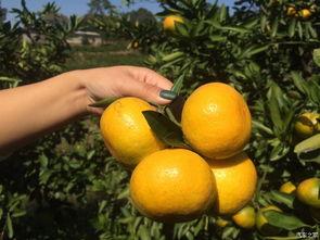 橘子君吃瓜,揭秘娱乐圈那些不为人知的幕后故事