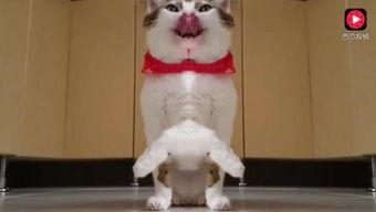 猫好奇吃瓜视频,瓜果世界引发趣味食趣