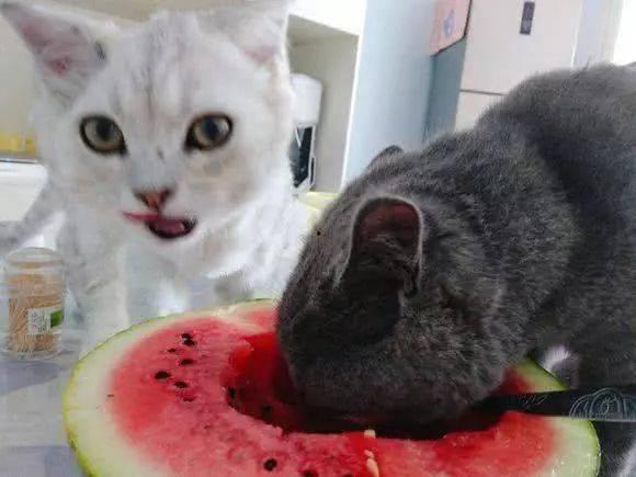猫好奇吃瓜视频,瓜果世界引发趣味食趣