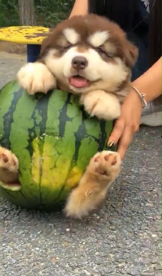 狗吃瓜合集,揭秘狗狗吃瓜合集中的趣味瞬间