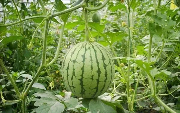 黄提热门吃瓜,揭秘娱乐圈最新热点事件