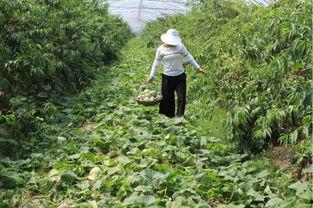 阿婆只吃瓜,一场与甜蜜瓜果的奇妙邂逅