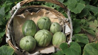 阿婆只吃瓜,一场与甜蜜瓜果的奇妙邂逅