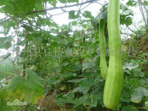 砍瓜能否晾干吃