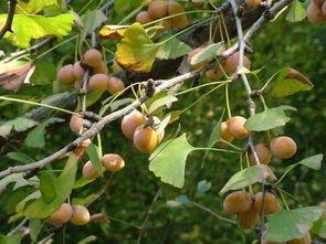 吃瓜的小风枫,揭秘娱乐圈那些事儿