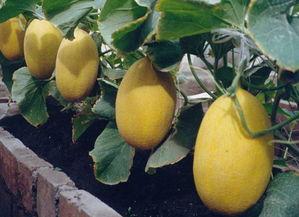 湖远行吃哈密瓜,哈密瓜的甜蜜之旅