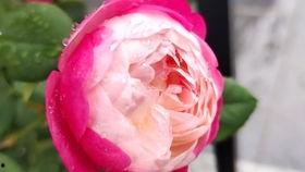 南瓜头吃瓜,一场欢乐的夏日盛宴