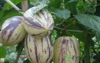 吃茄瓜的作用,营养丰富的健康美食，助你健康生活