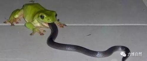 陕西蛇姐吃瓜,揭秘娱乐圈幕后风云