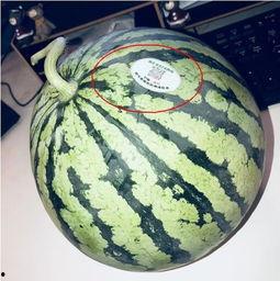 网红吃瓜系列,娱乐圈幕后故事一网打尽